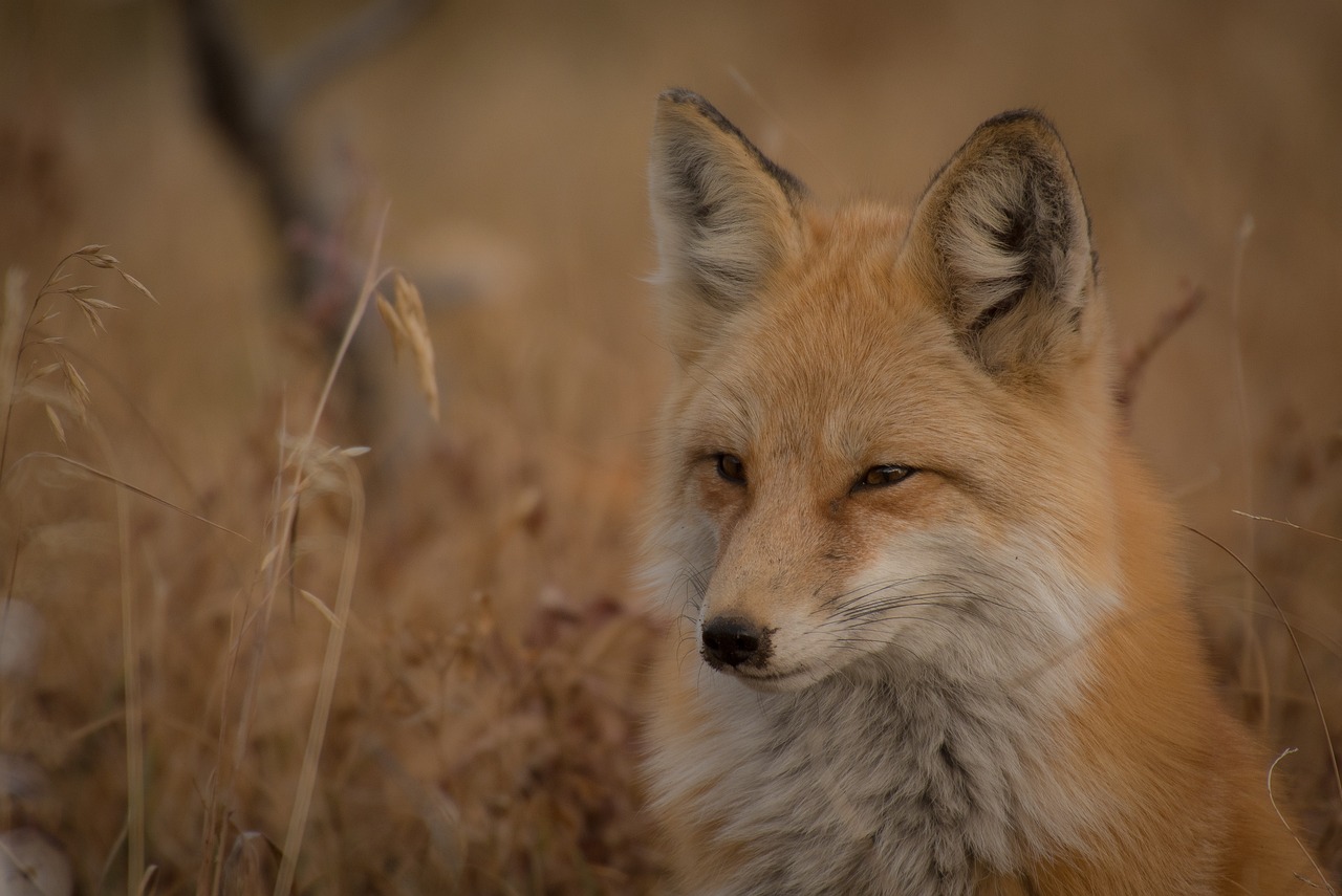 Tips for Taking Memorable Photos of Local Wildlife